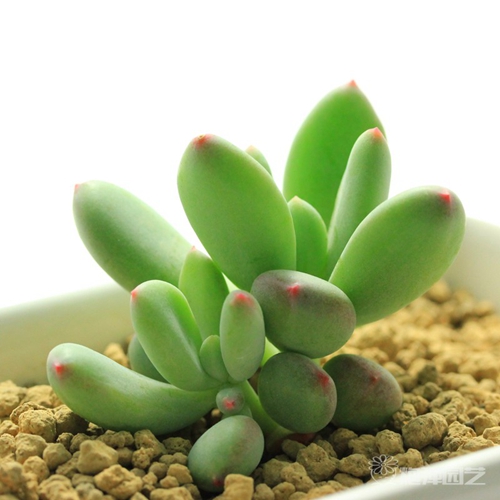 不同的職位部門如何擺植物有利!