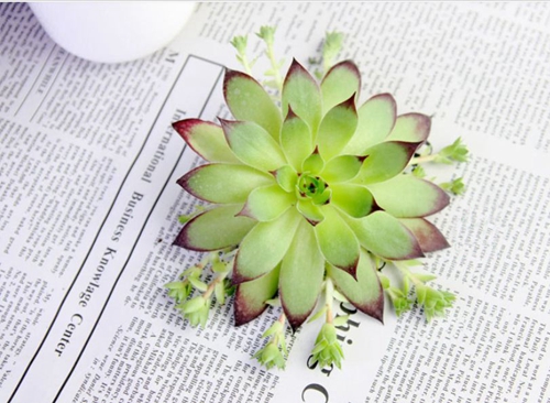 不同的職位部門如何擺植物有利!