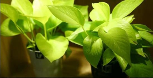 不同的職位部門如何擺植物有利!